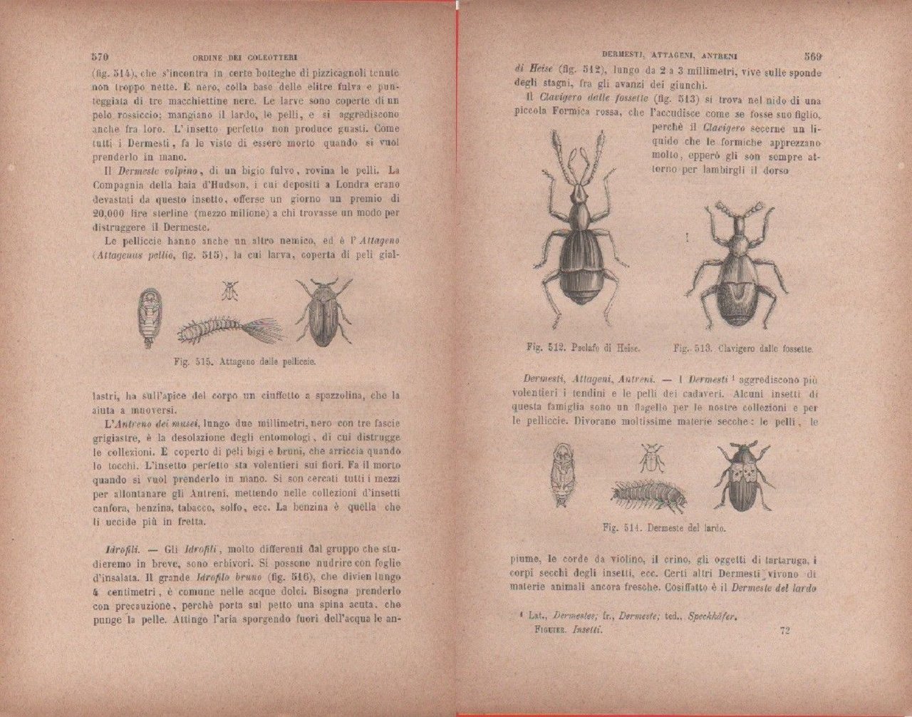 Pselafo; Clavigero; Dermeste / Attageno. Vecchia stampa