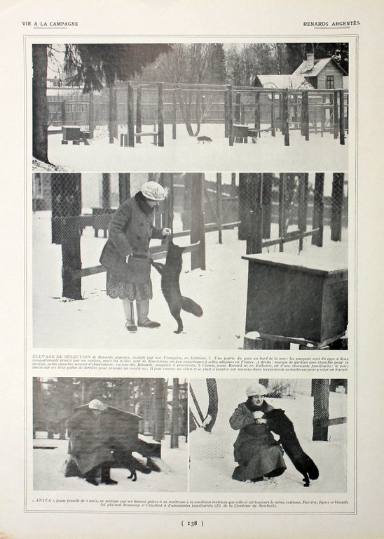 Race d'abondance/Renards argentes. Fronte/retro. Immagine 1927