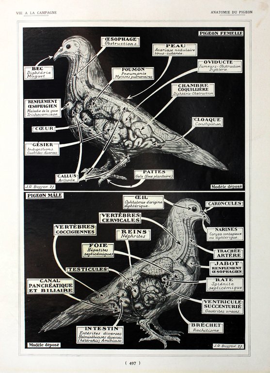 Races de canards/Anatomie du pigeon. Fronte/retro. Immagine 1927