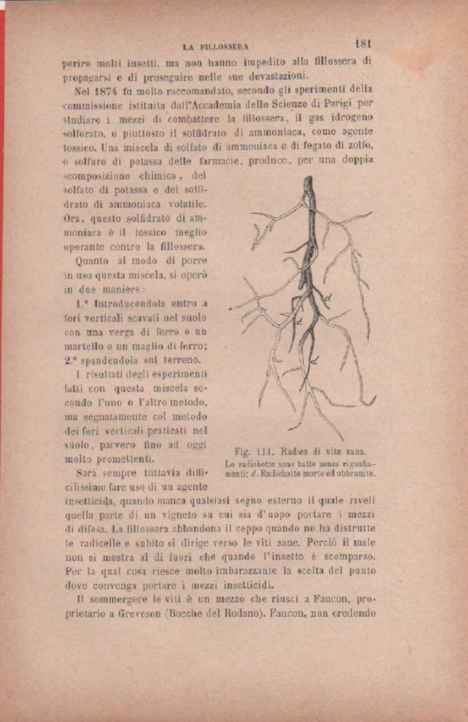 Radici di vite sana. Vecchia stampa