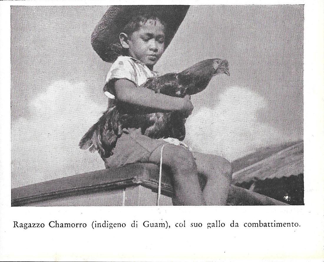 Ragazzo Chamorro (indigeno di Guam) col suo gallo da combattimento. …