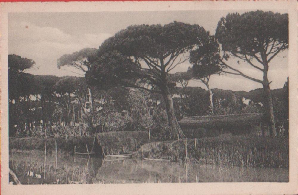 Ravenna. La Pineta. Non viaggiata