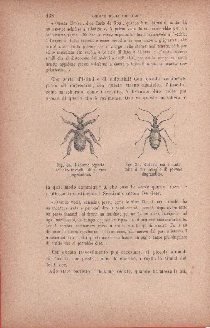 Reduvio coperto del suo invoglio di polvere; R. cui è …