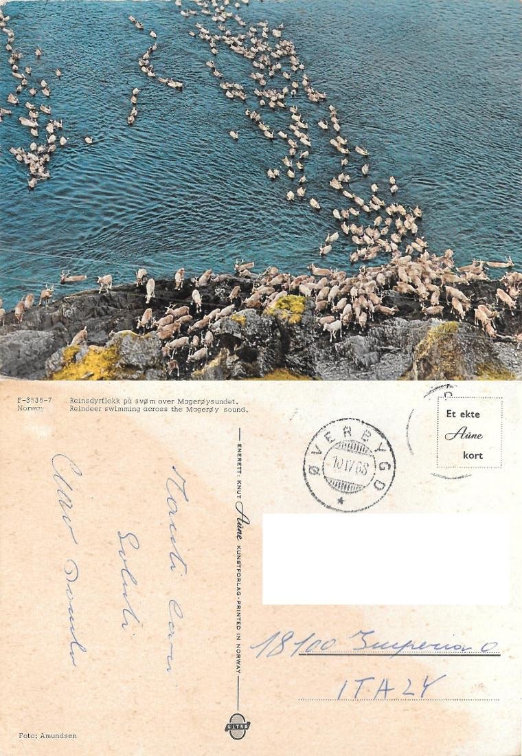 Reindeer swimming across the Mageroy sound (NOR). viaggiata 1968