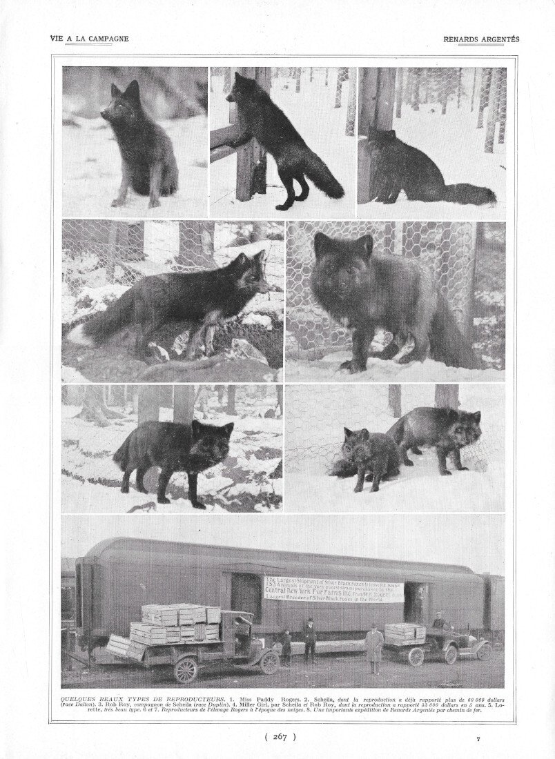 Renards Argentés - Immagine 1924