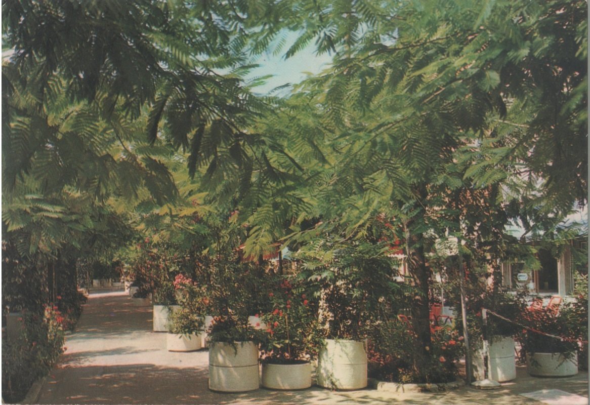Riolo terme. Corso Matteorri (Zona pedonale). Viaggiata 1983 | Immagine principale