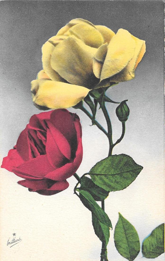 Rosa gialla e rosa rossa. non viaggiata