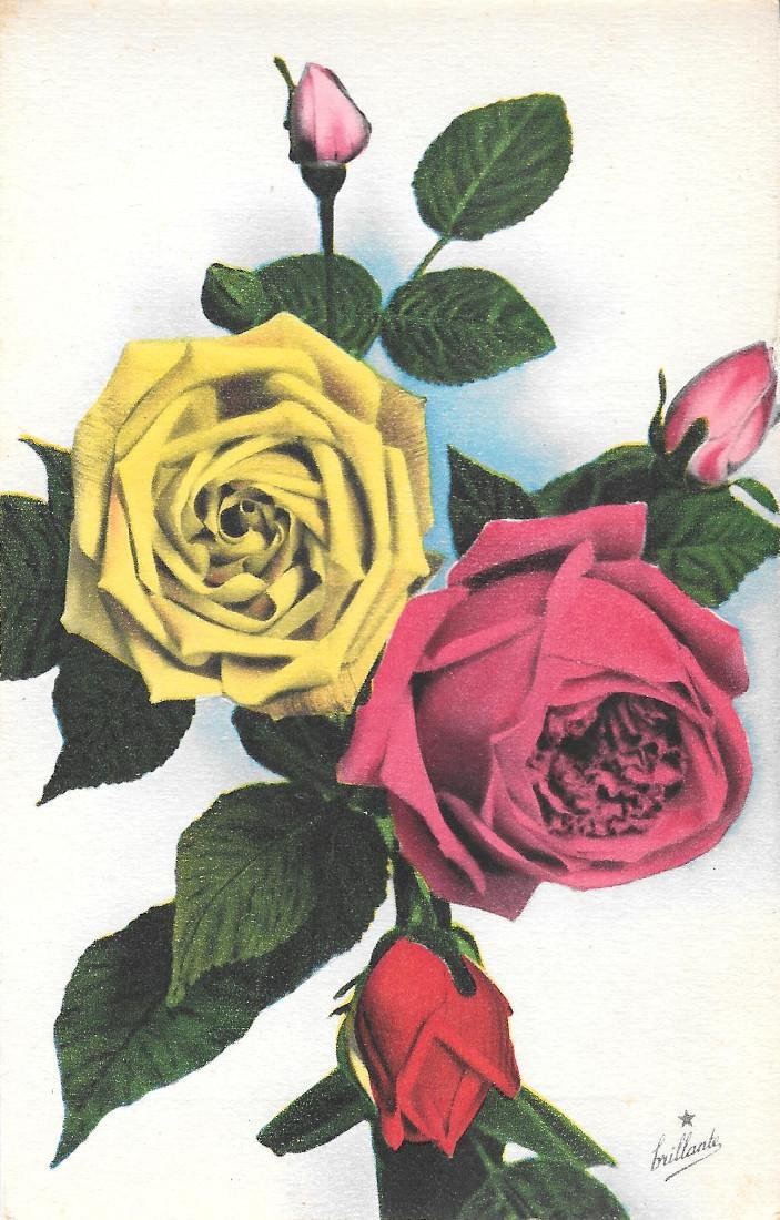 Rosa rossa e rosa gialla. non viaggiata, ed. Stella brillante