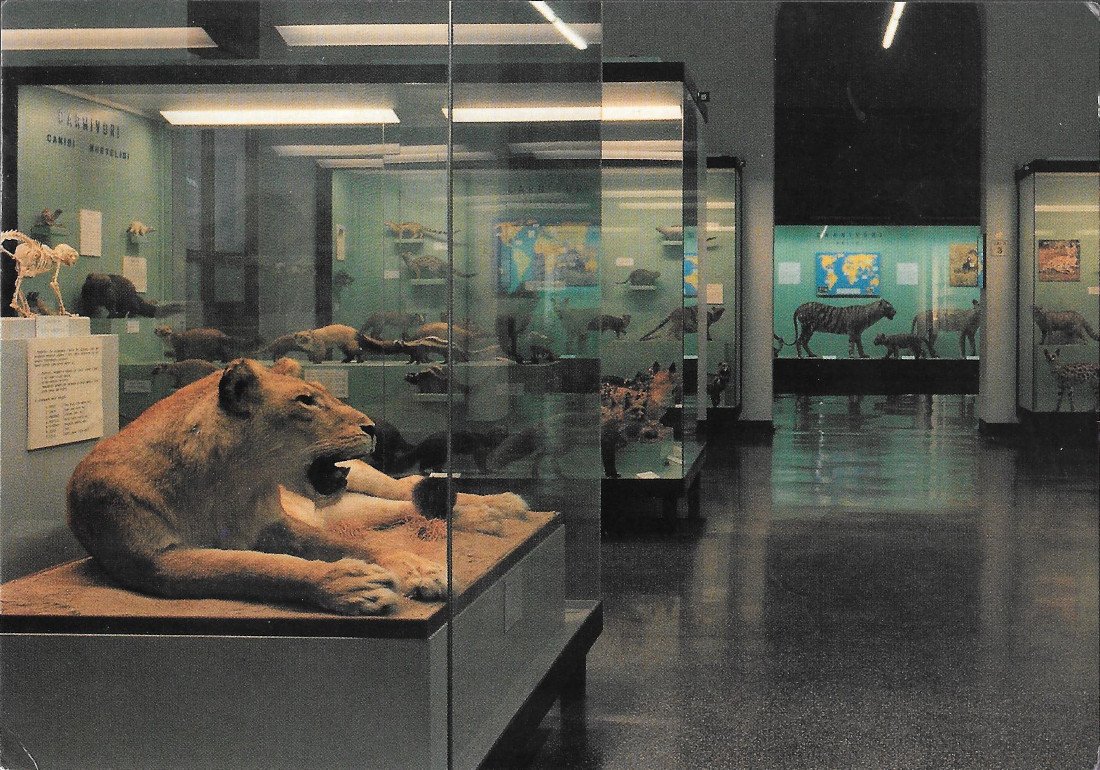 Sale dei Carnivori. Museo di Storia Naturale G.Doria GE. Non …
