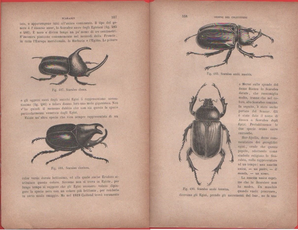 Scarabeo chema, Sacrabeo chorineo/Scarabeo anubi maschio e femmina