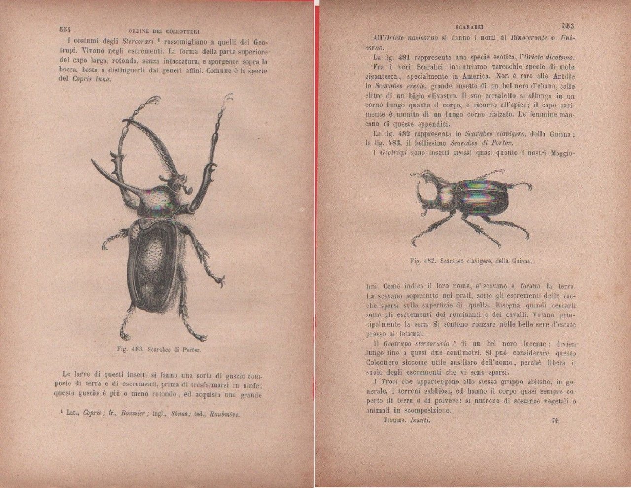 Scarabeo di Porter / Scarabeo clavigero della Guiana. Vecchia stampa