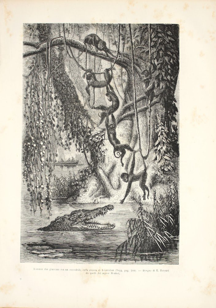 Scimmie che giocano con un coccodrillo nella riviera di Sciantabun …