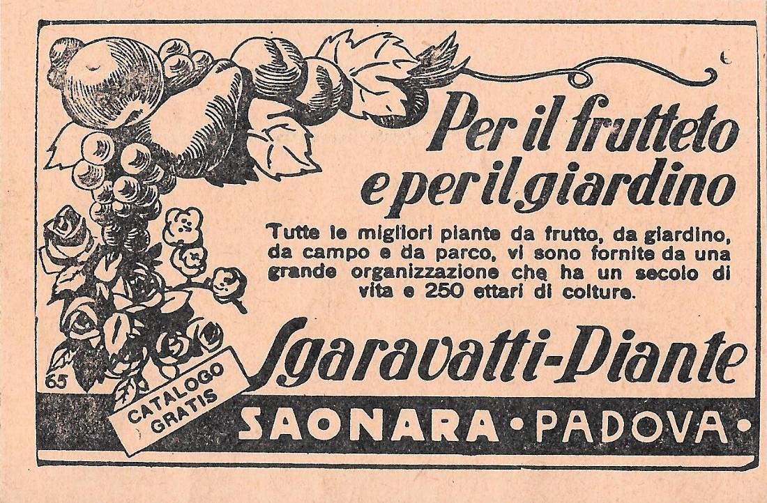 Sgaravatti piante, Saonara (Padova). Advertising 1937 | Immagine principale