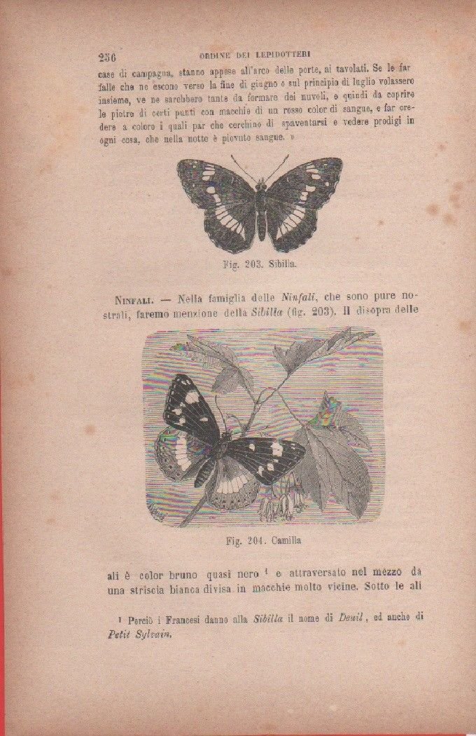 Sibilla / Camilla. Vecchia stampa