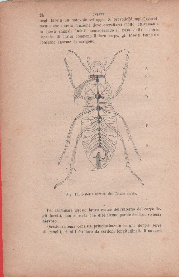 Sistema nervoso del Carabo dorato. Vecchia stampa