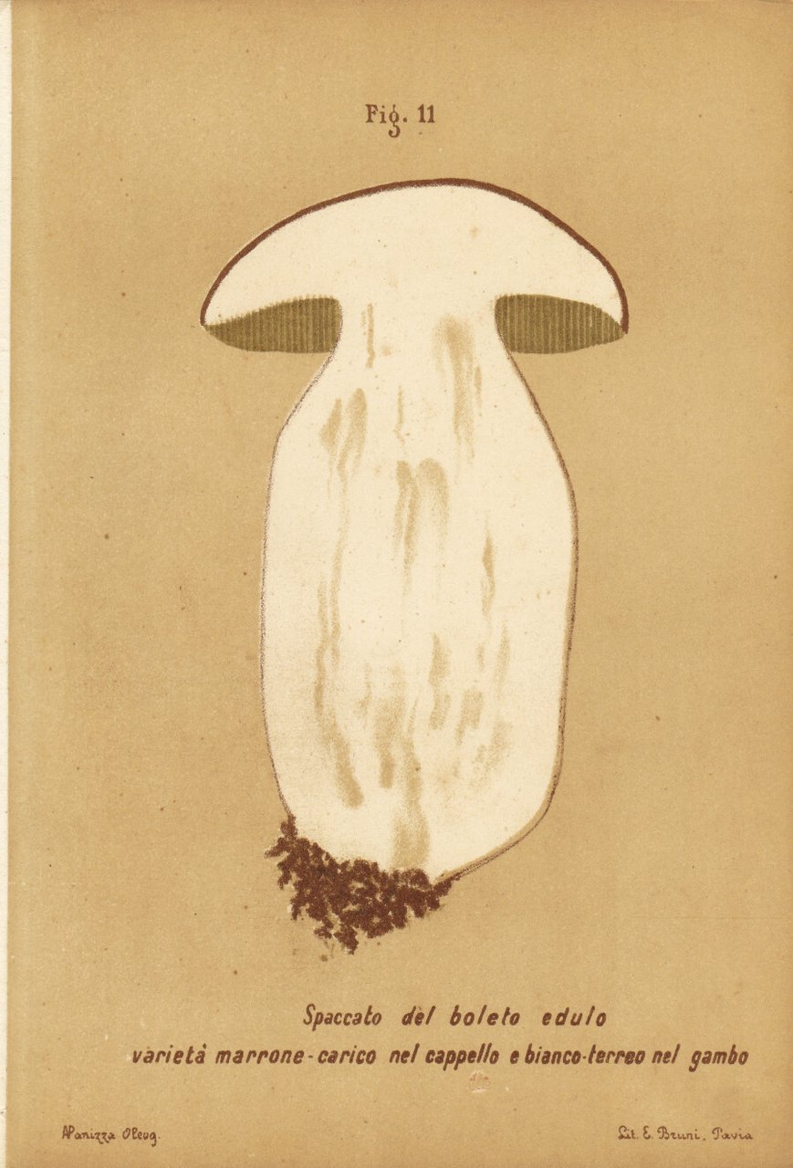 Spaccato del boleto edulo. Varietà marrone carico nel cappello. Stampa …