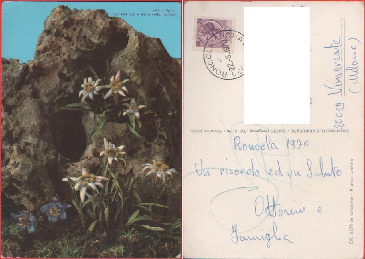 Stella alpina del silenzio e della vetta regina. Viaggiata 1970