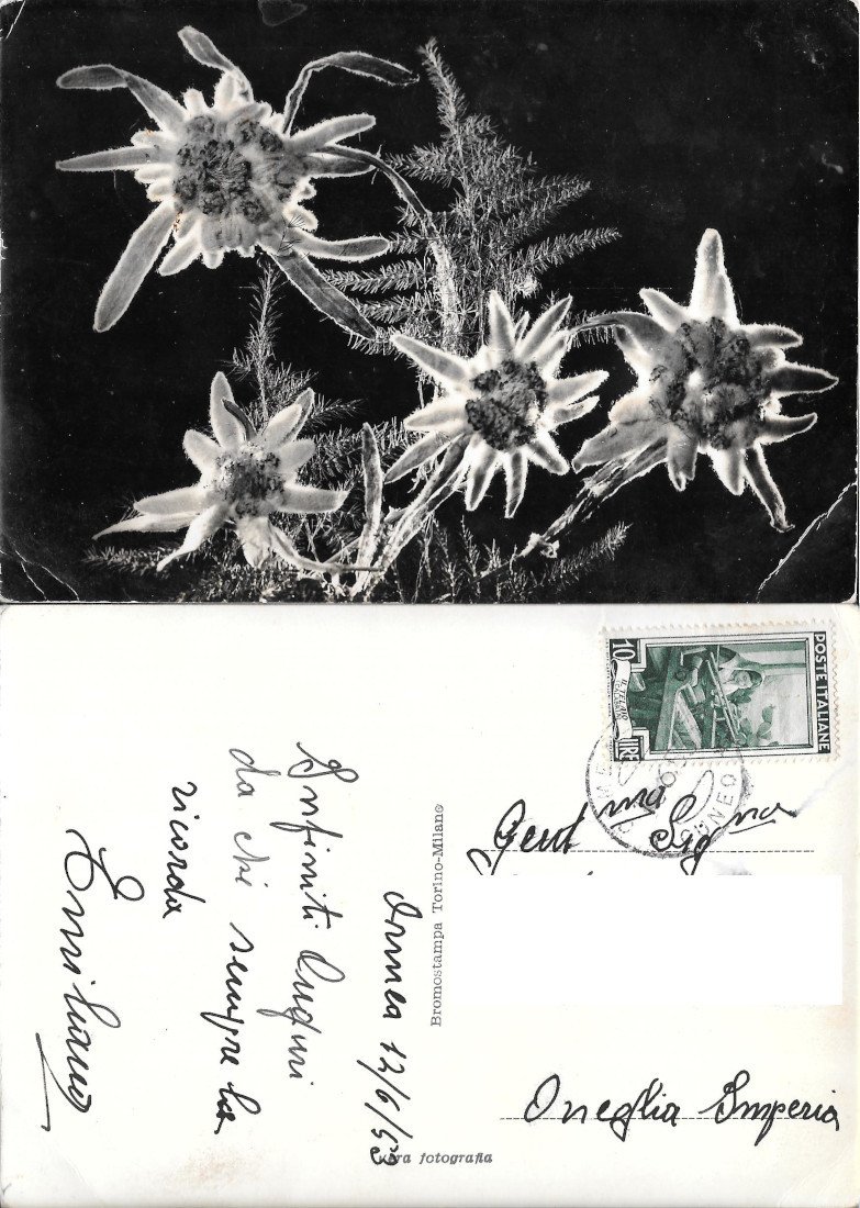 Stelle alpine. Viaggiata 1953