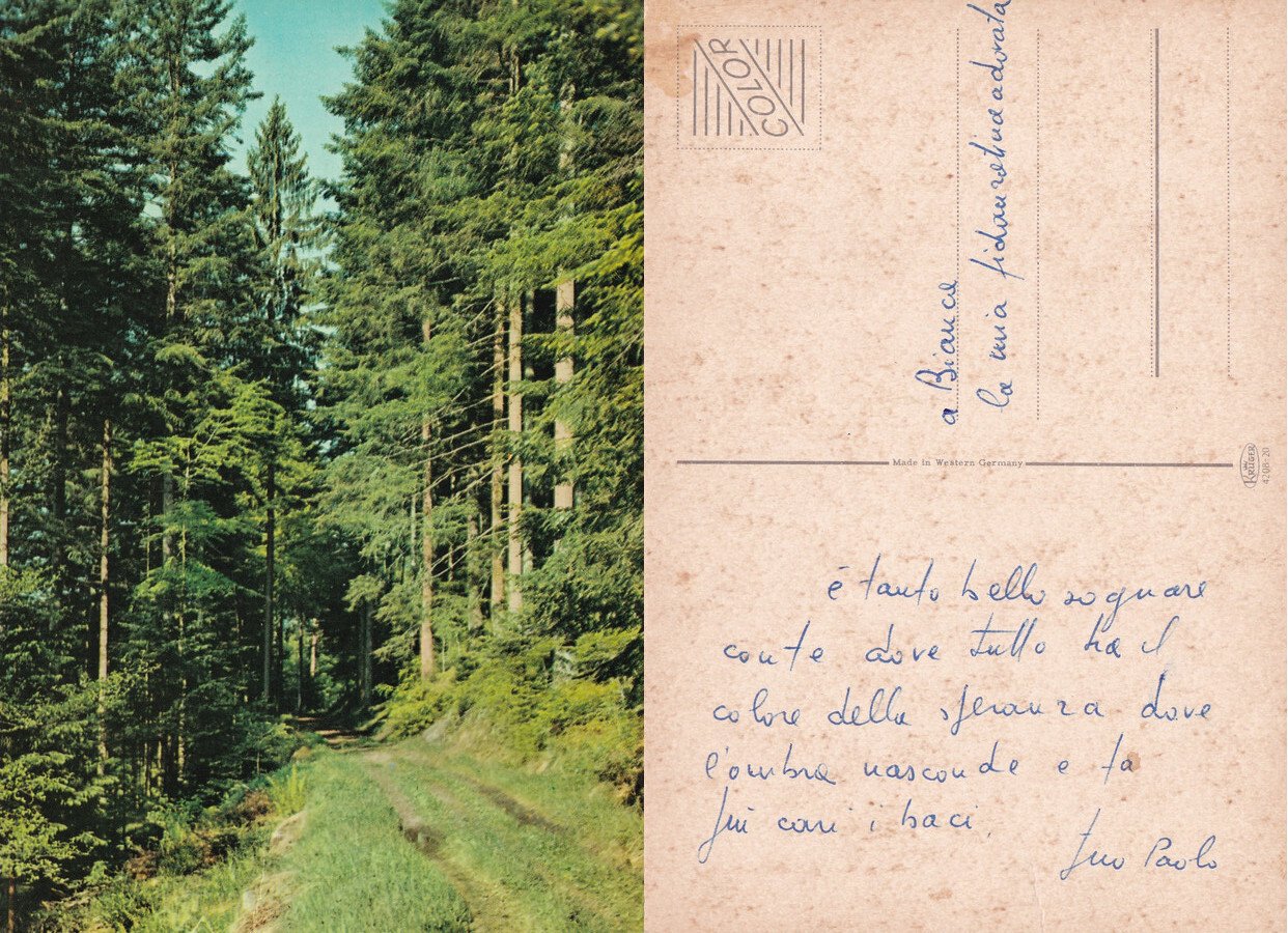 Strada nel bosco. Non viaggiata