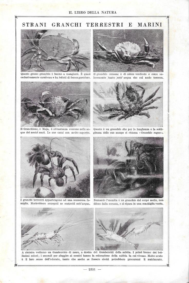Strani granchi terrestri e marini. Stampa 1923