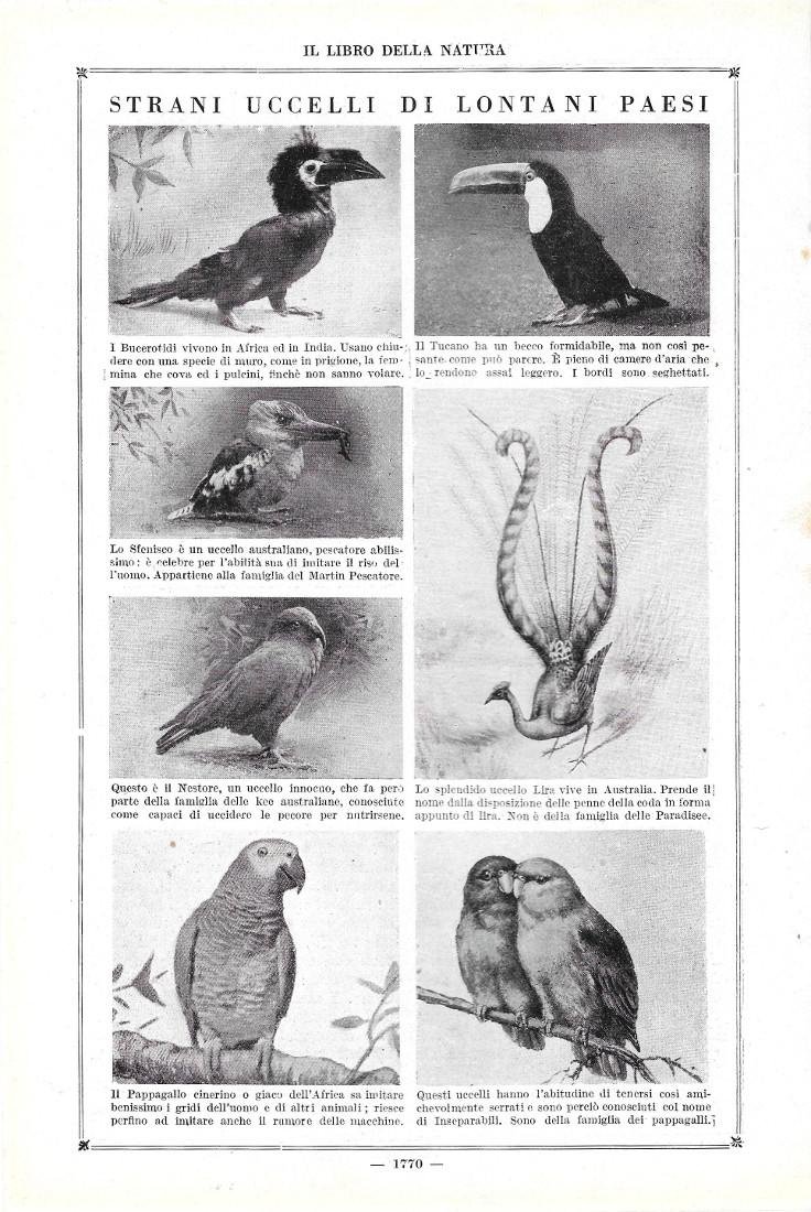 Strani uccelli di lontani paesi. Stampa 1923