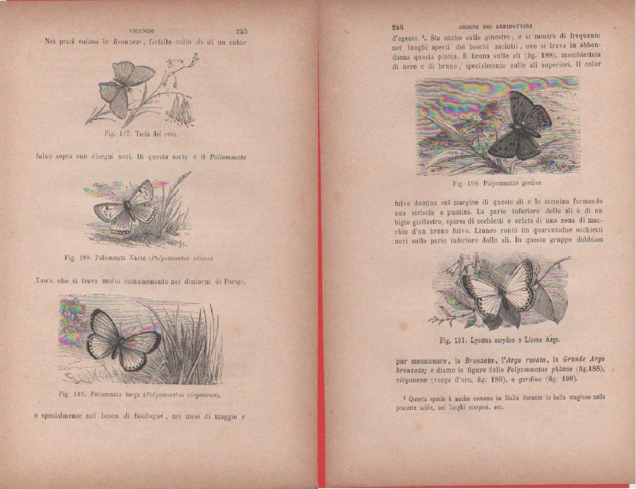 Tecla del rovo, Poliommato xante, P. verga/Polyommatus gordius, Lycoena crorydon