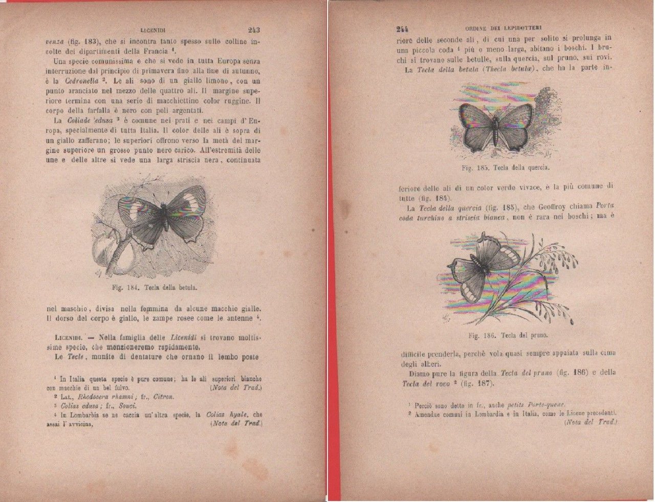 Tecla della quercia, Tecla del pruno/Tecla della betula. Vecchia stampa