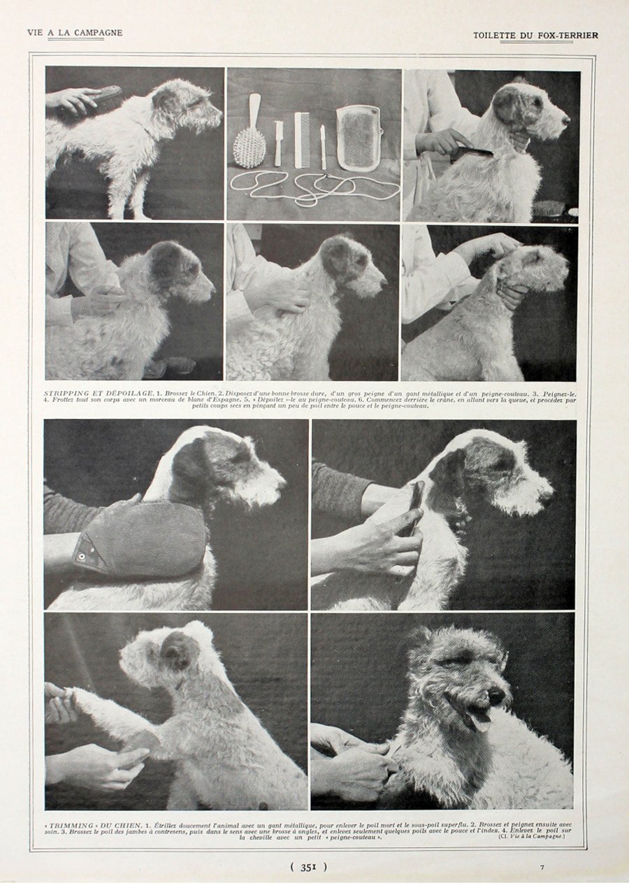 Toilette du Fox-Terrier. Fronte/retro. Immagine 1927