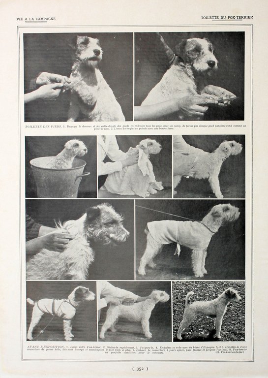 Toilette du Fox-Terrier. Fronte/retro. Immagine 1927