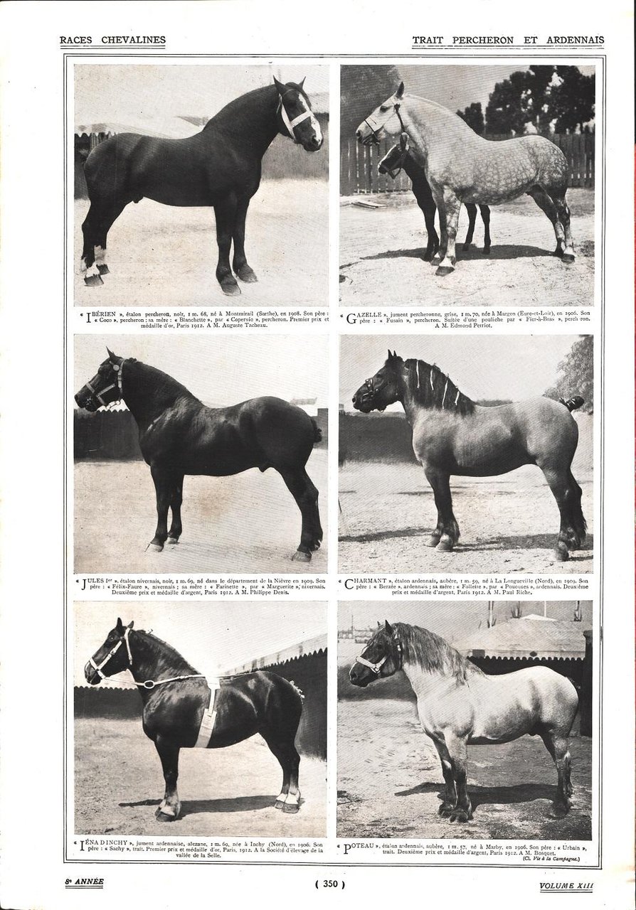 Trait Percheron et Ardennais/Chevaux Percherons. Stampa 1912