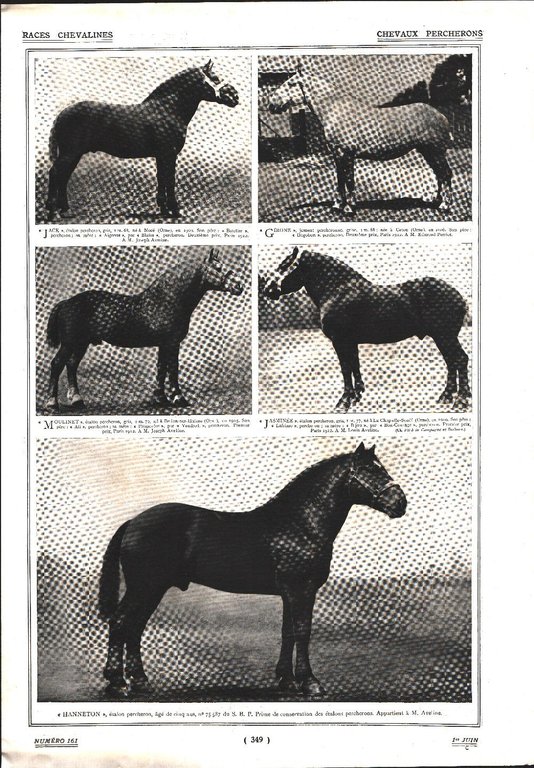 Trait Percheron et Ardennais/Chevaux Percherons. Stampa 1912