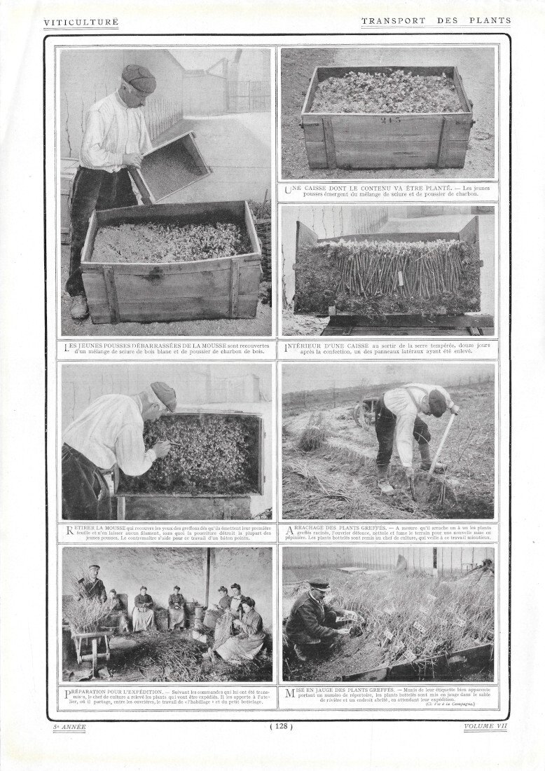 Transport des Plants / Les Poules Couveuses - Immagine 1910