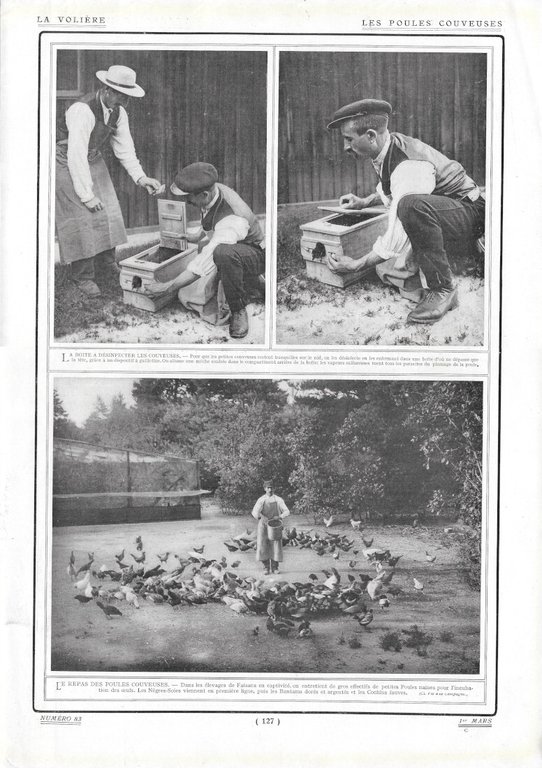 Transport des Plants / Les Poules Couveuses - Immagine 1910