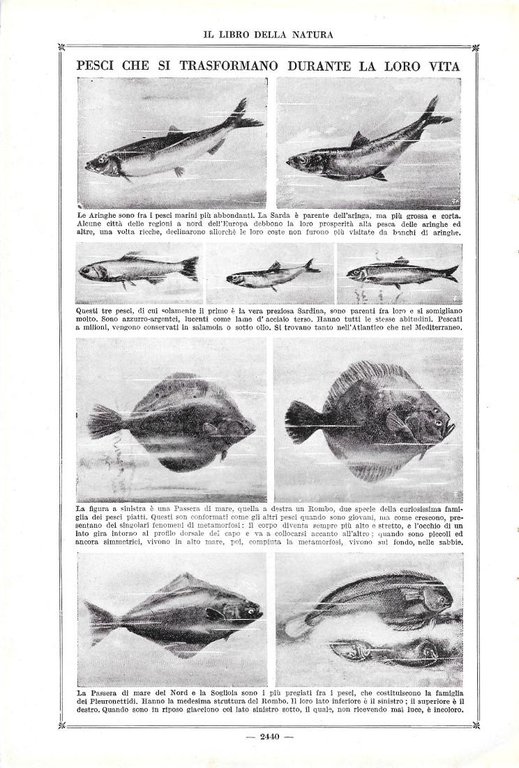 Un pesce in scintillante armatura / Pesci che si trasformano …