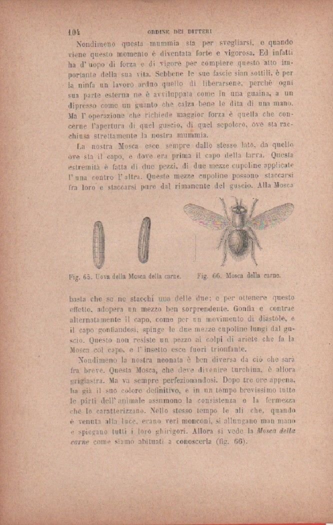 Uova della Mosca della carne; Mosca della carne. Vecchia stampa