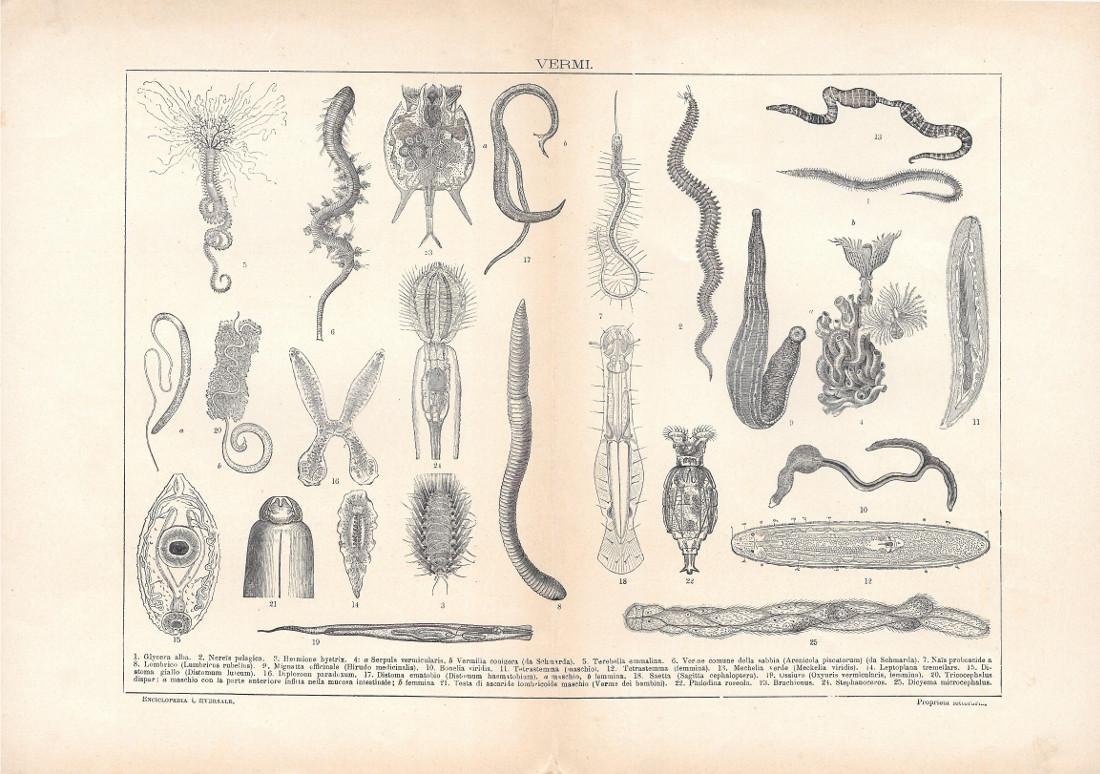 Vermi. Lexicon Vallardi 1900 ca.