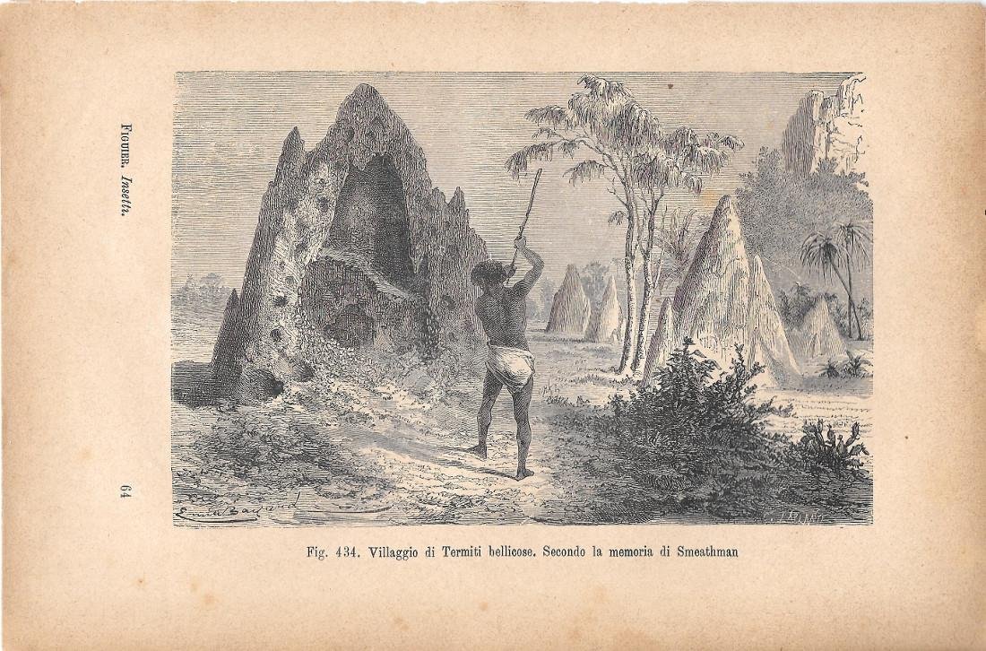 Villaggio di Termiti bellicose. Secondo la memoria di Smethman. Stampa …