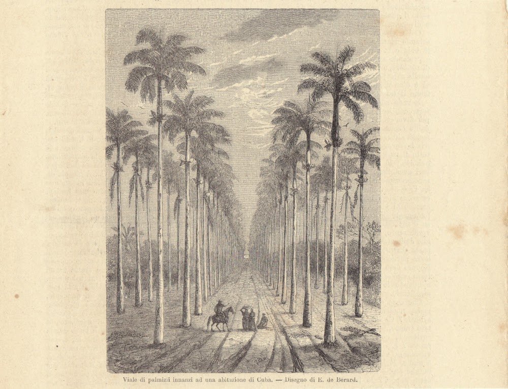 Vista dei palmizi innanzi una abitazione a Cuba. Illustrazione 1864
