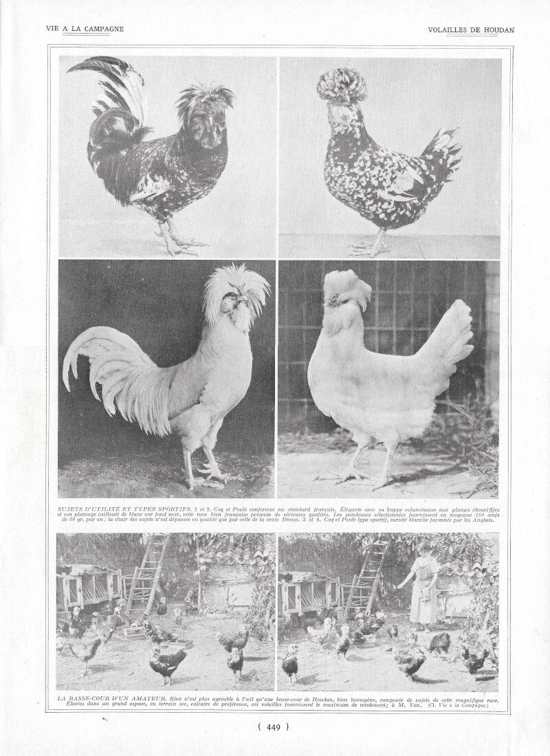 Volailles de Houdan / Variétés de blés - Immagine 1924