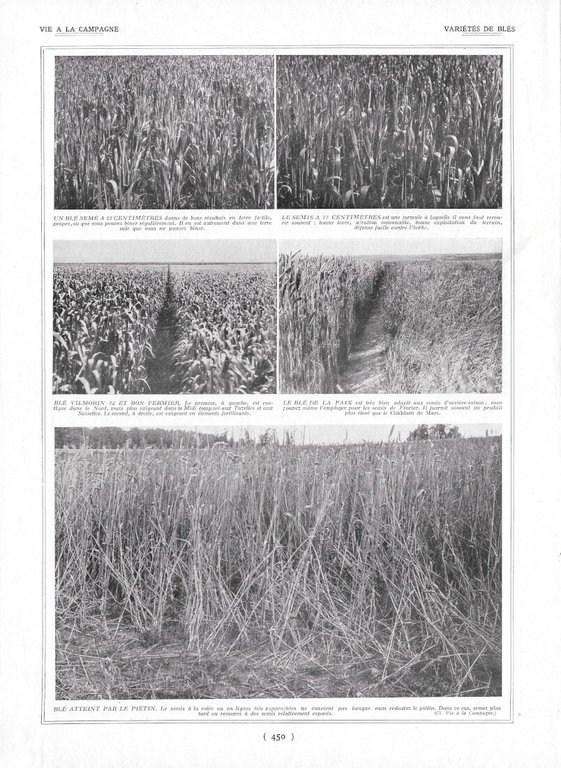 Volailles de Houdan / Variétés de blés - Immagine 1924