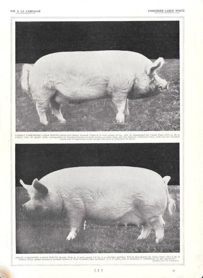 Yorkshire Large White - Immagine 1928