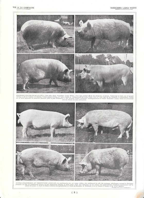 Yorkshire Large White - Immagine 1928
