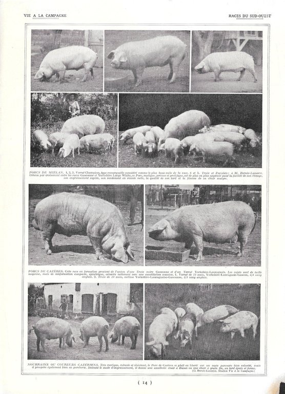 Yorkshire Middle White / Race du Sud Ouest - Immagine …