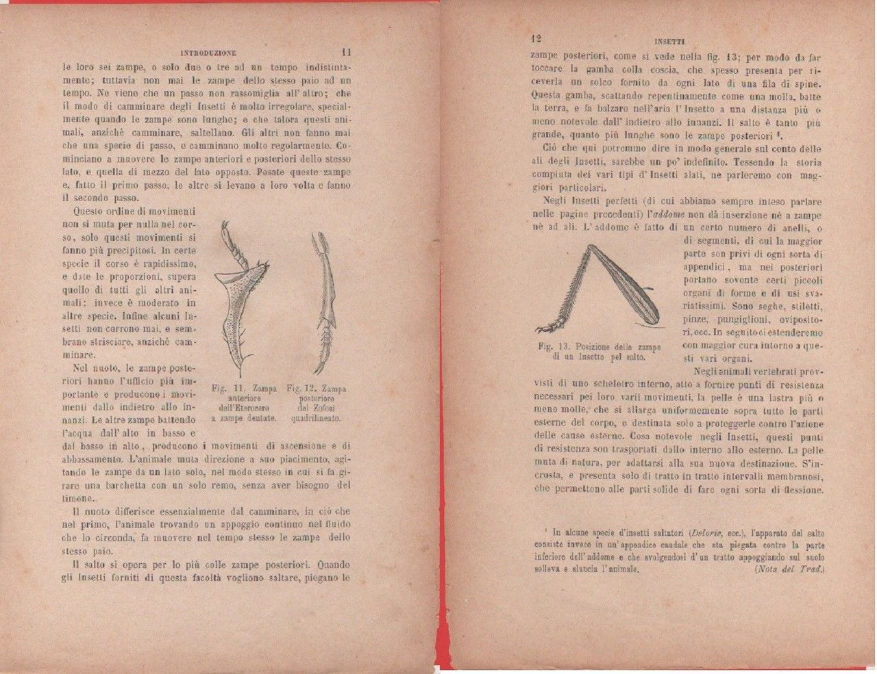 Zampa di Eterocero, Zofosi / Zampe di un insetto pel …