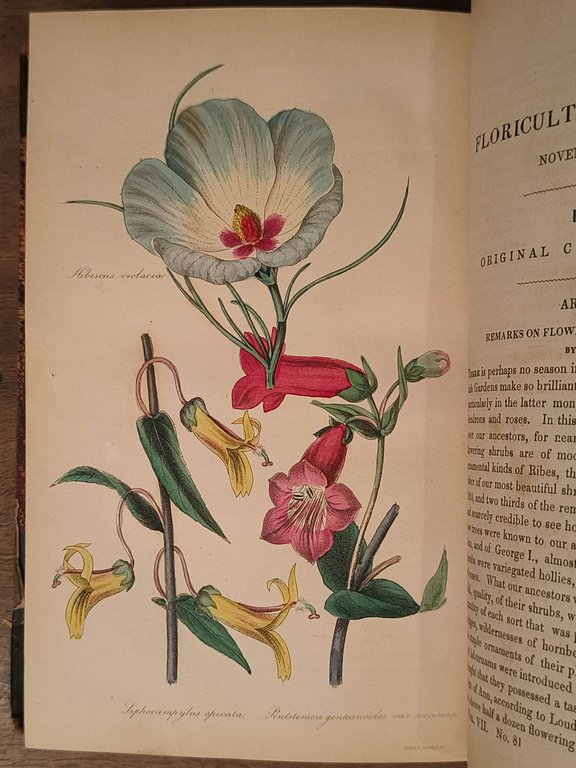 The Floricultural cabinet and florists' magazine : January to December, …