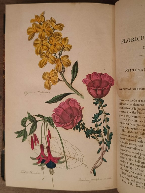The Floricultural cabinet and florists' magazine : January to December, …