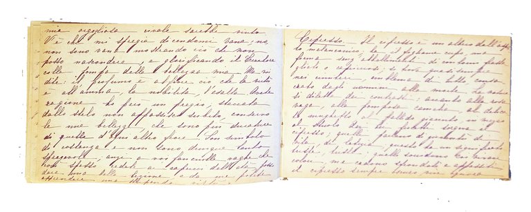 Manoscritto: Album. Langage des fleurs. | Immagine Gallery 9