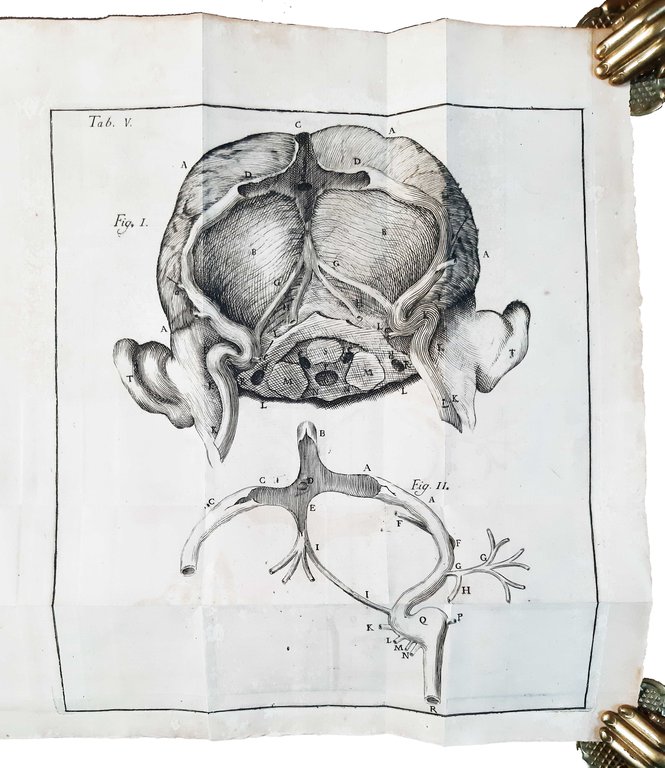 Petri Tabarrani . Observationes anatomicae in Bononiensis academiae instituti scientiarum …