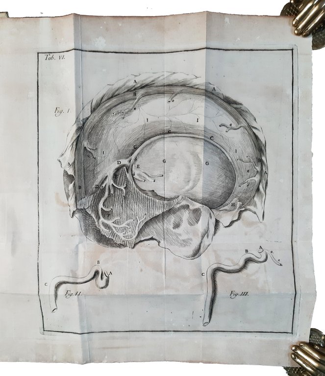 Petri Tabarrani . Observationes anatomicae in Bononiensis academiae instituti scientiarum …