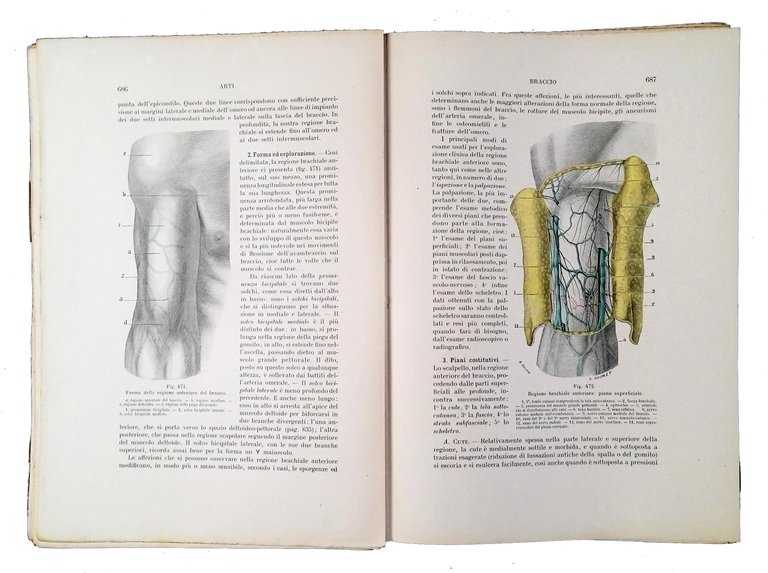 Trattato di anatomia topografica: con applicazioni medico-chirurgiche di L. Testut …